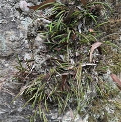 Dockrillia striolata at Twelve Mile Peg, NSW - suppressed