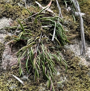 Dockrillia striolata at Twelve Mile Peg, NSW - suppressed