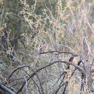 Taeniopygia guttata at Broken Hill, NSW - 24 Nov 2024 11:07 AM