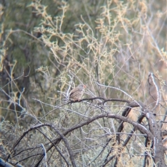 Taeniopygia guttata at Broken Hill, NSW - 24 Nov 2024 11:07 AM