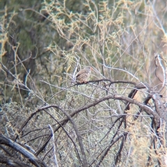 Taeniopygia guttata at Broken Hill, NSW - 24 Nov 2024