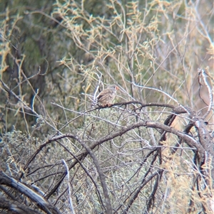 Taeniopygia guttata at Broken Hill, NSW - 24 Nov 2024