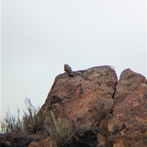 Pogona vitticeps (Central Bearded Dragon) at Broken Hill, NSW by Darcy