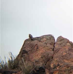 Pogona vitticeps at Broken Hill, NSW - 24 Nov 2024 11:43 AM