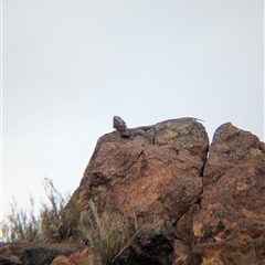 Pogona vitticeps at Broken Hill, NSW - 24 Nov 2024 11:43 AM