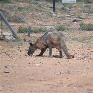 Osphranter robustus robustus at Broken Hill, NSW - 24 Nov 2024 11:55 AM