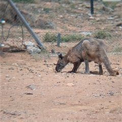 Osphranter robustus robustus at Broken Hill, NSW - 24 Nov 2024 11:55 AM
