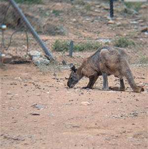 Osphranter robustus robustus at Broken Hill, NSW - 24 Nov 2024 11:55 AM