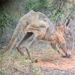 Osphranter robustus robustus at Broken Hill, NSW - 24 Nov 2024