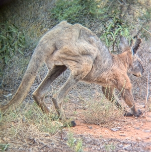 Osphranter robustus robustus at Broken Hill, NSW - 24 Nov 2024 11:55 AM