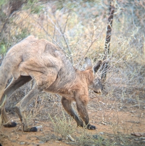 Osphranter robustus robustus at Broken Hill, NSW - 24 Nov 2024 11:55 AM