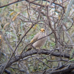 Manorina flavigula (Yellow-throated Miner) at Broken Hill, NSW - 24 Nov 2024 by Darcy