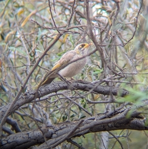 Manorina flavigula at Broken Hill, NSW - 24 Nov 2024