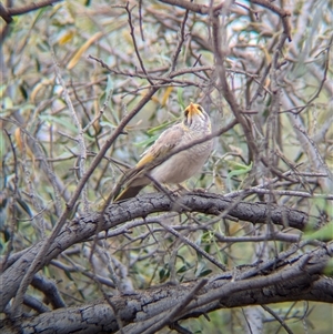 Manorina flavigula at Broken Hill, NSW - 24 Nov 2024