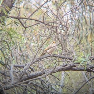 Manorina flavigula at Broken Hill, NSW - 24 Nov 2024 11:59 AM