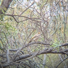 Manorina flavigula at Broken Hill, NSW - 24 Nov 2024 11:59 AM