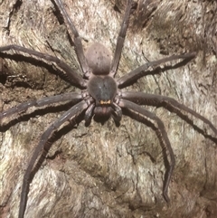 Typostola barbata (Giant Green Huntsman) at Bellingen, NSW - 26 Nov 2024 by Topknot