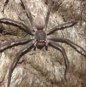 Typostola barbata (Giant Green Huntsman) at Bellingen, NSW by Topknot