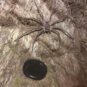 Typostola barbata at Bellingen, NSW - 26 Nov 2024