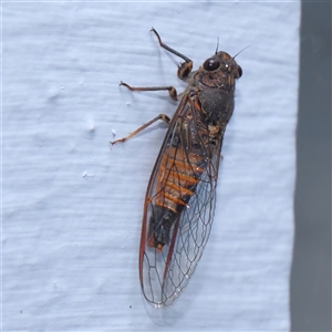 Yoyetta australicta (Southern Ticking Ambertail) at Turner, ACT by ConBoekel