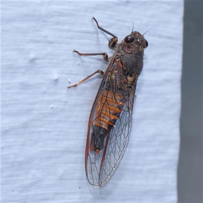 Yoyetta australicta (Southern Ticking Ambertail) at Turner, ACT - 24 Nov 2024 by ConBoekel