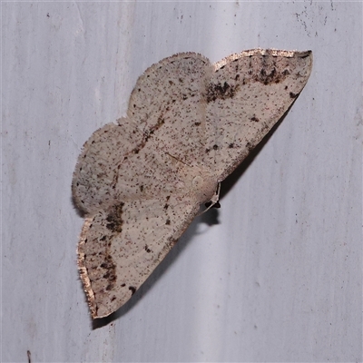 Taxeotis intextata (Looper Moth, Grey Taxeotis) at Turner, ACT - 25 Nov 2024 by ConBoekel