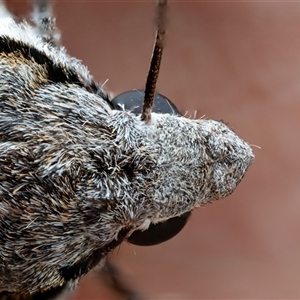 Psilogramma casuarinae (Privet Hawk Moth) at Wallaroo, NSW by Jek