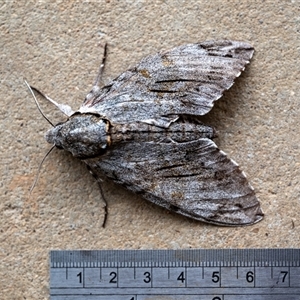 Psilogramma casuarinae at Wallaroo, NSW - 27 Nov 2024