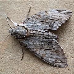 Psilogramma casuarinae at Wallaroo, NSW - 27 Nov 2024