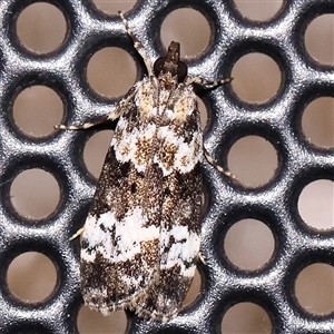 Eudonia protorthra at Turner, ACT - 25 Nov 2024 09:21 PM