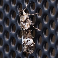 Eudonia protorthra at Turner, ACT - 25 Nov 2024