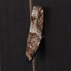 Crocidosema plebejana (Cotton Tipworm Moth) at Turner, ACT - 25 Nov 2024 by ConBoekel