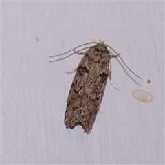 Philobota philostaura (A Concealer moth (Philobota group) at Turner, ACT - 25 Nov 2024 by ConBoekel