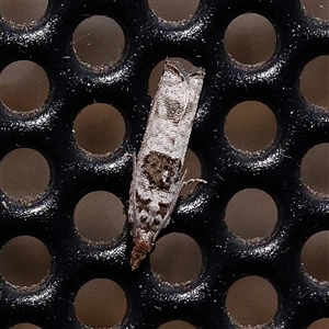 Spilonota constrictana (A Tortricid moth) at Turner, ACT by ConBoekel