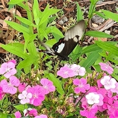 Papilio aegeus (Orchard Swallowtail, Large Citrus Butterfly) at Isaacs, ACT - 26 Nov 2024 by galah681