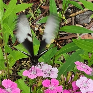 Papilio aegeus at Isaacs, ACT - 27 Nov 2024 10:59 AM