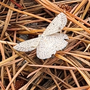 Taxeotis reserata at Isaacs, ACT - 27 Nov 2024 11:28 AM