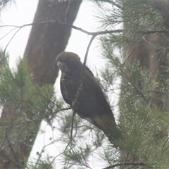 Calyptorhynchus lathami lathami (Glossy Black-Cockatoo) at Penrose, NSW - 30 Dec 2020 by Aussiegall