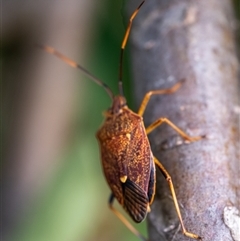 Poecilometis strigatus (Gum Tree Shield Bug) at Wallaroo, NSW - 25 Nov 2024 by Jek