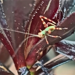 Tettigoniidae (family) (Unidentified katydid) at Isaacs, ACT - 5 Oct 2024 by galah681