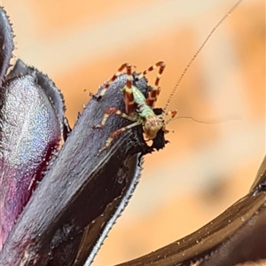 Tettigoniidae (family) at Isaacs, ACT - 5 Oct 2024