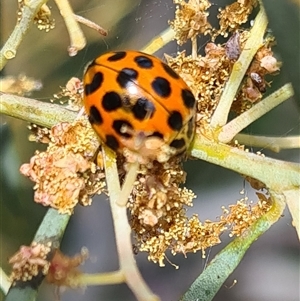 Harmonia conformis (Common Spotted Ladybird) at Isaacs, ACT by galah681