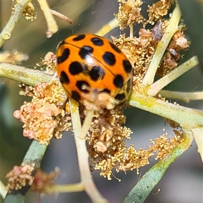 Harmonia conformis (Common Spotted Ladybird) at Isaacs, ACT - 9 Oct 2024 by galah681