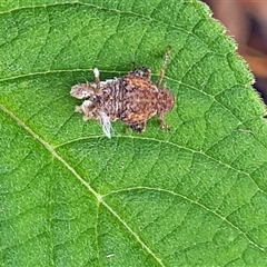 Unidentified Leafhopper or planthopper (Hemiptera, several families) at Isaacs, ACT - 9 Oct 2024 by galah681