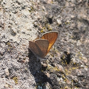 Acrodipsas aurata (Golden Ant-blue) at Cook, ACT by RAllen