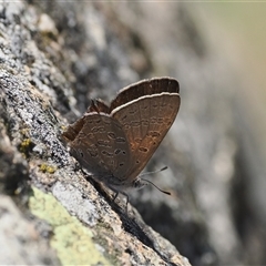 Acrodipsas aurata at Cook, ACT - 19 Nov 2024