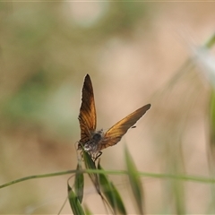 Acrodipsas aurata at Cook, ACT - 19 Nov 2024