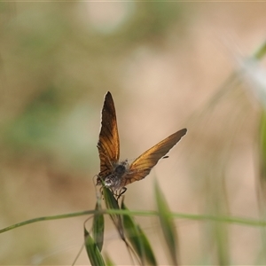 Acrodipsas aurata at Cook, ACT - 19 Nov 2024