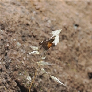 Acrodipsas aurata at Cook, ACT - 19 Nov 2024