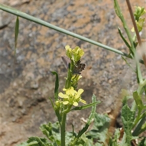 Theclinesthes serpentata (Saltbush Blue) at Cook, ACT by RAllen